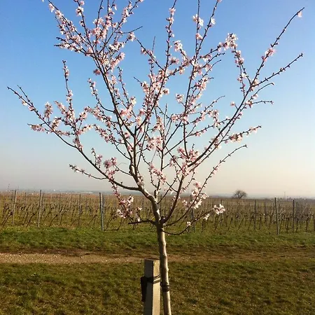 & Restaurant Weisenheimer Hof 3* Weisenheim am Berg