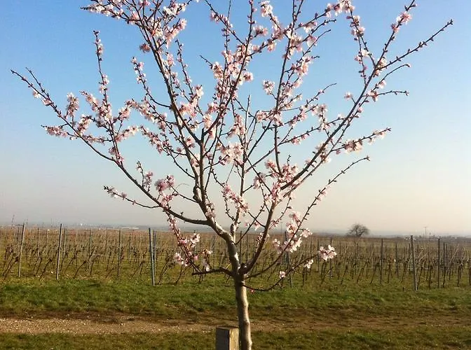 Hotel&restaurant Weisenheimer Hof 3* Weisenheim am Berg